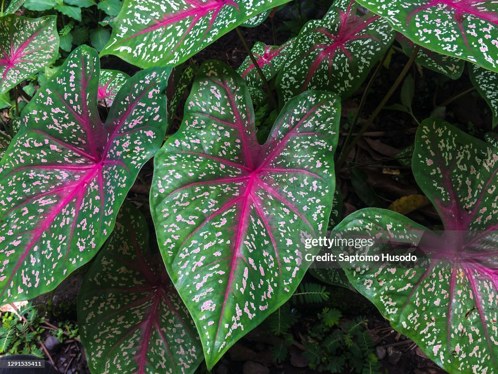 Calendium Caladium High-Res Stock Photo - Getty Images