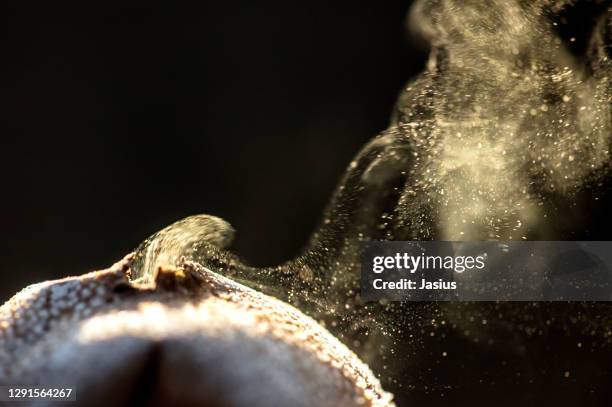 lycoperdon excipuliforme – pestle puffball fungus - espora fotografías e imágenes de stock
