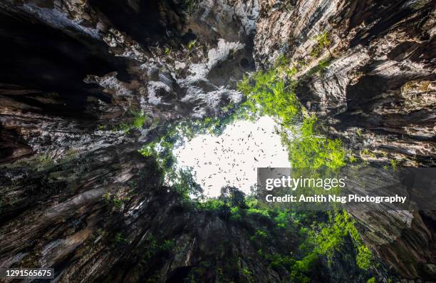 a scary bat-infested cave in the middle of the jungle - fairy cave malaysia stock pictures, royalty-free photos & images