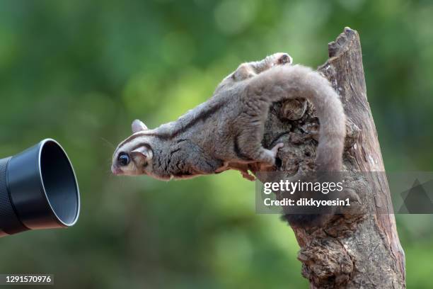 curious sugar glider looking at a camera lens, indonesia - sugar glider stock pictures, royalty-free photos & images