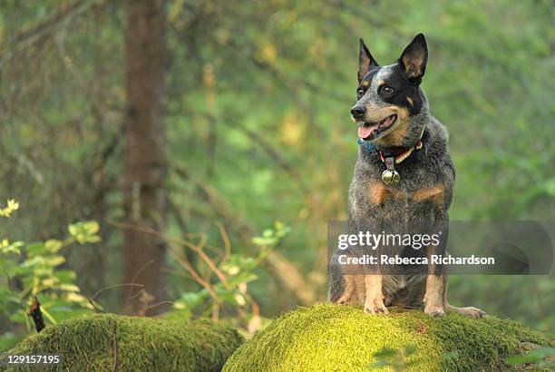 cattle dog - australian cattle dog stock pictures, royalty-free photos & images