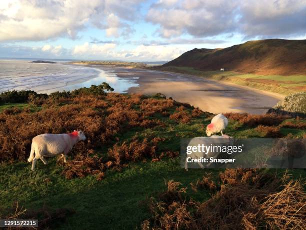 three sheep grazing on a coastal cliff, rhossili bay, gower peninsula, wales, uk - gower peninsula stock-fotos und bilder