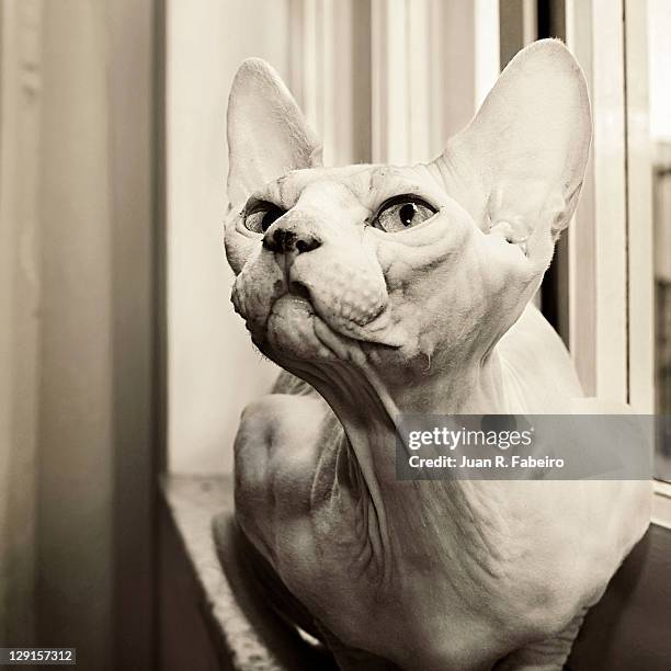 Sphynx cat