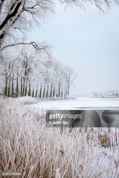 paisaje de invierno helado con árboles congelados durante un hermoso día - overijssel fotografías e imágenes de stock