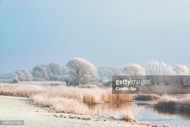 het landschap van de winter in de delta van de rivier ijssel dichtbij kampen, nederland. - winter stockfoto's en -beelden