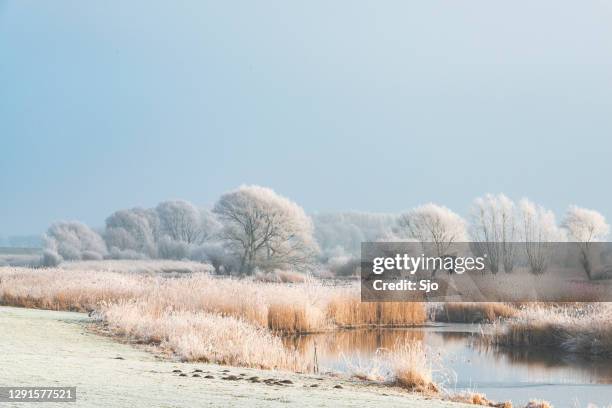 vinterlandskap i floden ijssels delta nära kampen, nederländerna. - winter bildbanksfoton och bilder