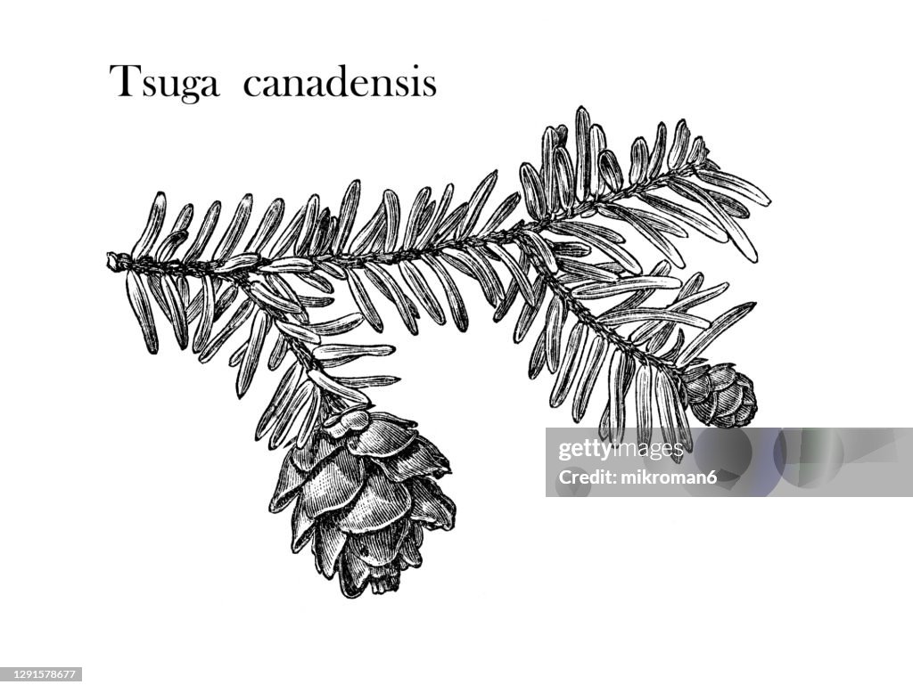 Old engraved illustration of eastern hemlock, eastern hemlock-spruce, or Canadian hemlock cone (Tsuga canadensis)
