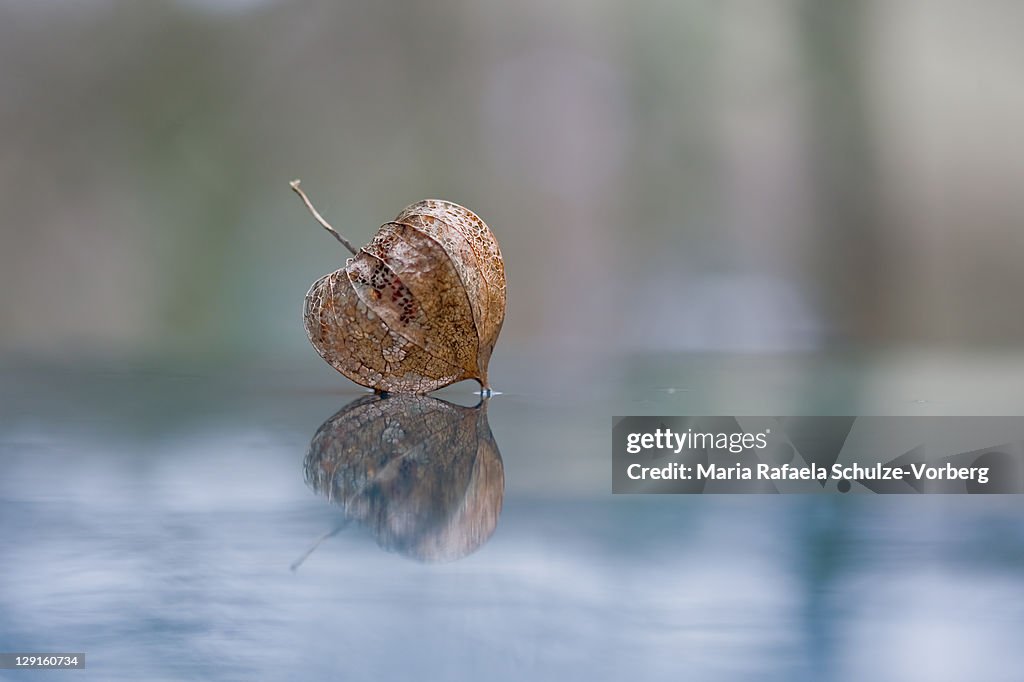 Leaf reflection on surface