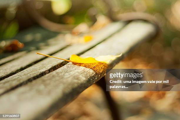 leaf on bench - fotografia imagem foto e immagini stock