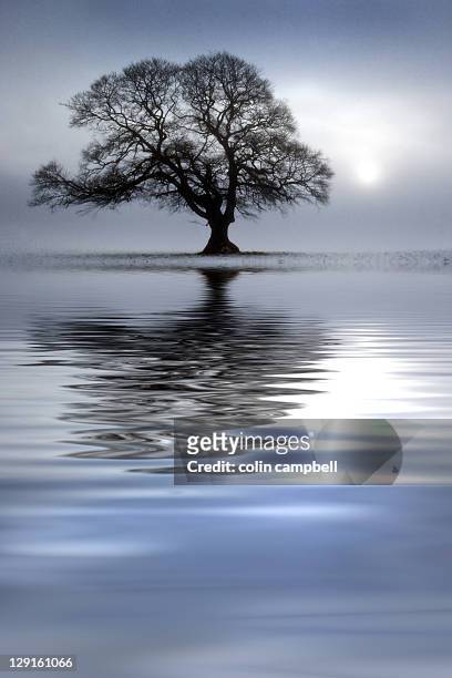 winter flood - single tree stock pictures, royalty-free photos & images