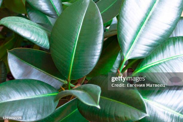 ficus robusta elastica rubber fig, indian rubber houseplant green leaves abstract background - fig tree fotografías e imágenes de stock