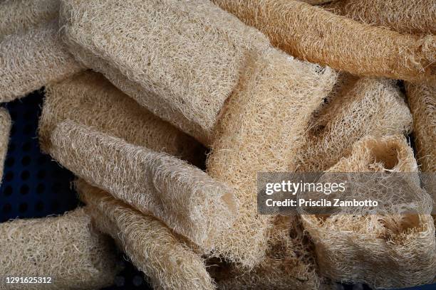 vegetable loofah - loofah stock pictures, royalty-free photos & images
