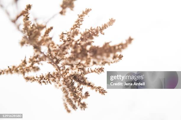 197 Allergies Ragweed Stock Photos, High-Res Pictures, and Images ...
