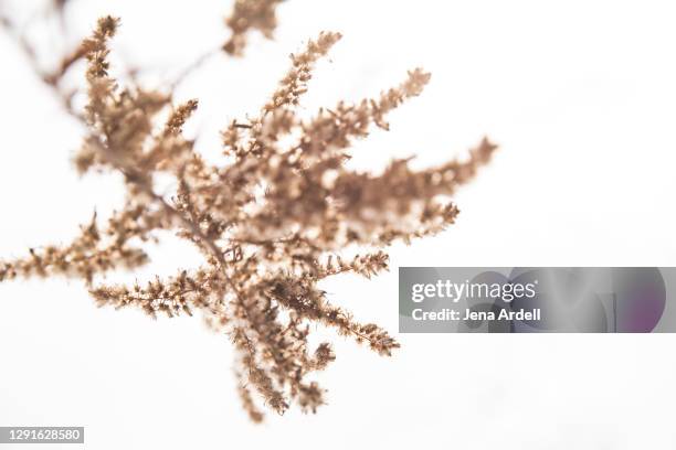 ragweed on white, fall allergies, winter allergies - ambrosia stock pictures, royalty-free photos & images