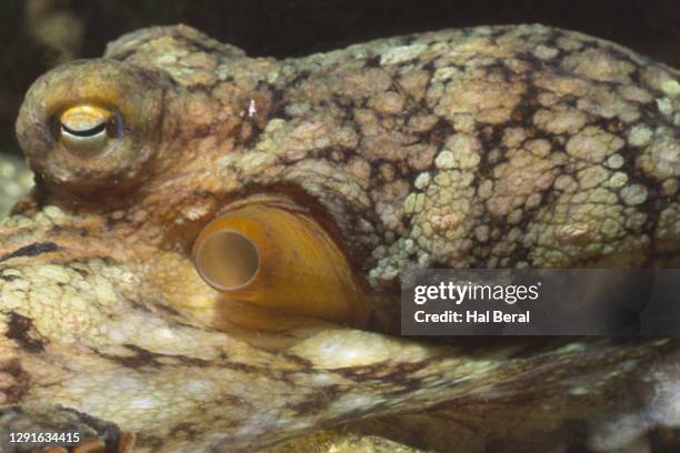 Red Forman Octopus 40 Pacific Red Octopus Stock Photos, High-Res Pictures, and Images ...