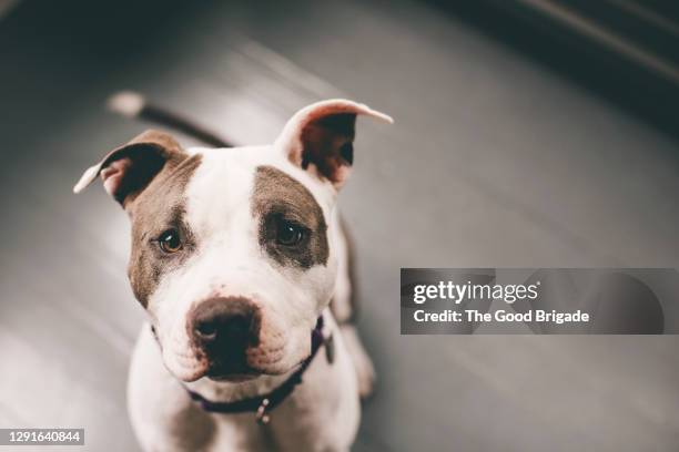 high angle view of pitbull sitting on floor at home - pit bull terrier - fotografias e filmes do acervo