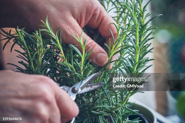 cutting fresh rosemary - alecrim imagens e fotografias de stock