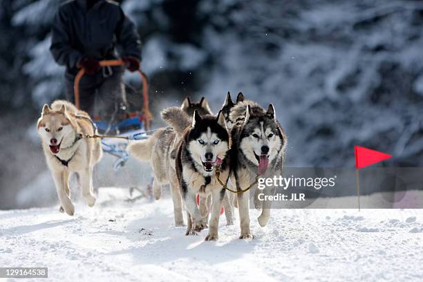 sled dog race - sleigh dog snow stock pictures, royalty-free photos & images
