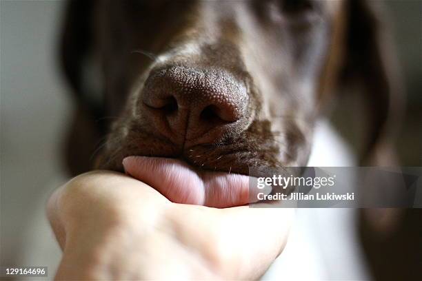 puppy licking palm - kid face dog lick fotografías e imágenes de stock