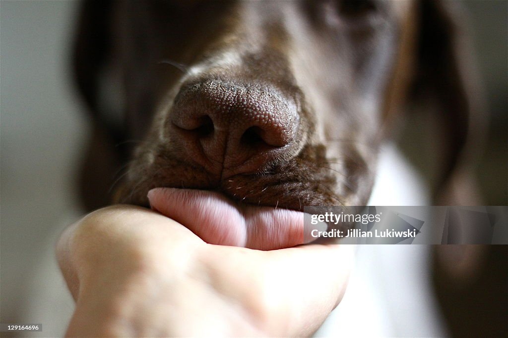 Puppy licking palm
