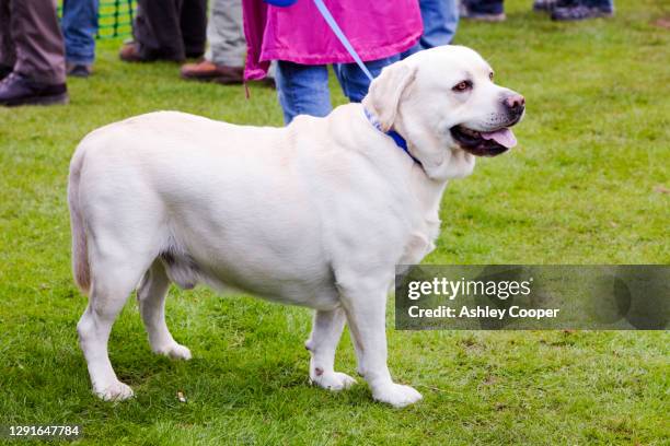 an overweight labrador dog. - labrador retriever stock-fotos und bilder