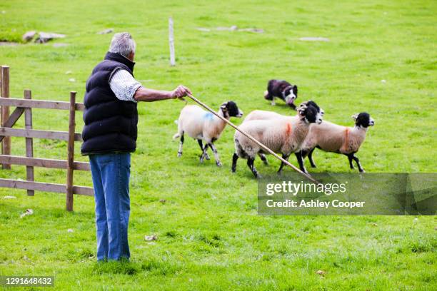 Shepherd Crook Photos and Premium High Res Pictures - Getty Images