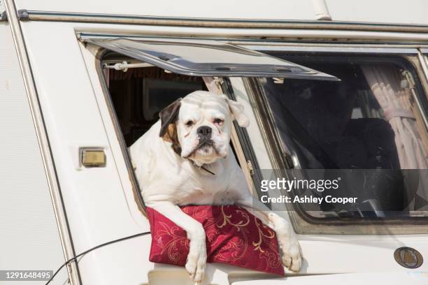 a bulldog leaning out of a caravan window, yorkshire, uk. - caravan uk photos et images de collection