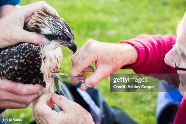 Bird Ringer Bill Ringer Photos and Premium High Res Pictures - Getty Images