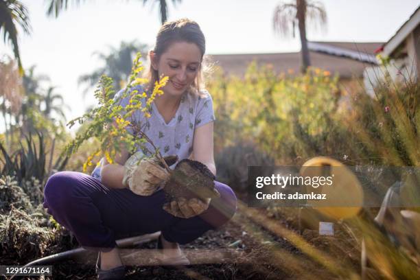 beautiful young woman planting a tree - female bush photos stock pictures, royalty-free photos & images