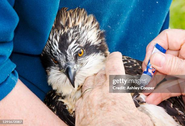 Bird Ringer Bill Ringer Photos and Premium High Res Pictures - Getty Images