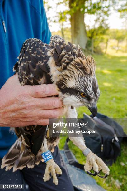 Bird Ringer 74 Bill Ringer Stock Photos, High-Res Pictures, and Images - Getty Images