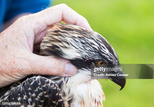 Bird Ringer Bill Ringer Photos and Premium High Res Pictures - Getty Images