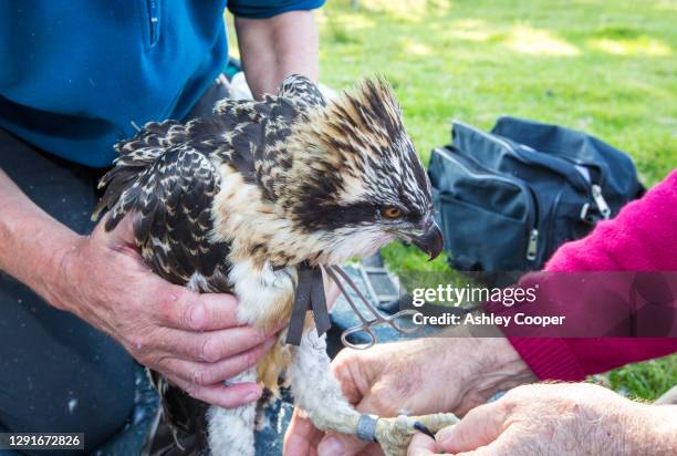Bird Ringer 40 Bill Ringer Stock Photos, High-Res Pictures, and Images - Getty Images