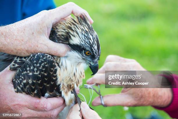 Bird Ringer Bill Ringer Photos and Premium High Res Pictures - Getty Images