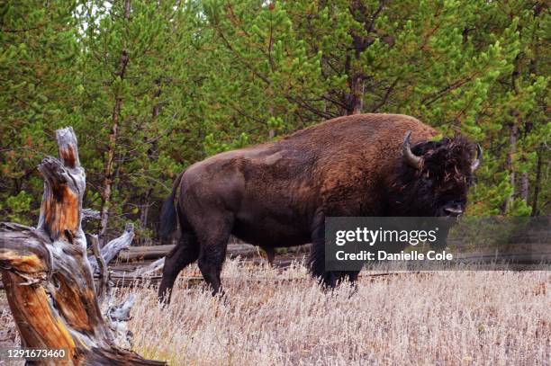 american bison - buffalo stockfoto's en -beelden