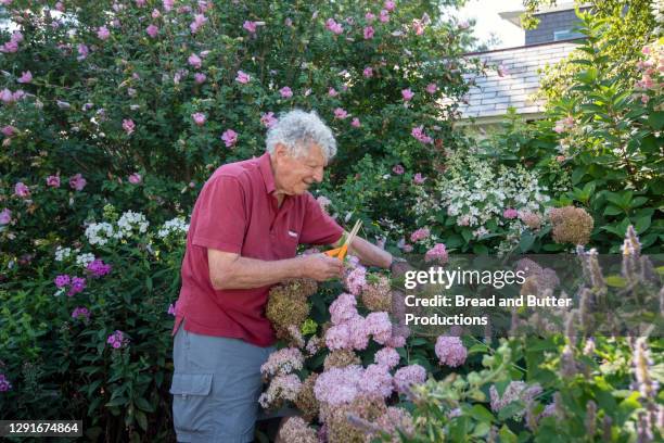 senior man cutting flowers in garden - manchester vermont stockfoto's en -beelden