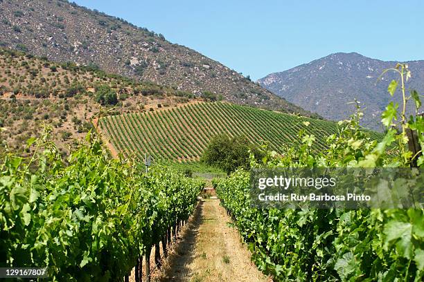 veramonte wine country - valparaiso chile stockfoto's en -beelden