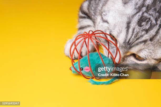 cat playing with a caged mouse toy - cat toy stock pictures, royalty-free photos & images