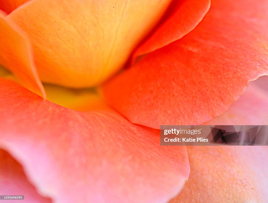 Colorful Rose Petal