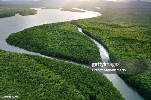 river bend, tributary, lush green tropical rainforest - ruisseau photos et images de collection
