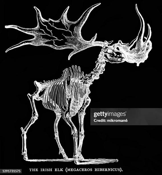 antique illustration of geology - the irish elk (megaceros hibernicus) - deer skull stock pictures, royalty-free photos & images