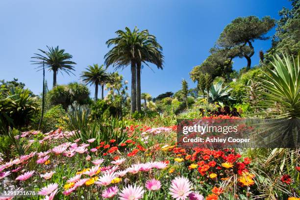 tropical vegetation in the abbey gardens on tresco, one of the scilly isles, off south west cornwall, uk. - isles of scilly stock-fotos und bilder