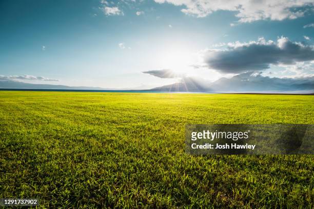 green grassland and blue sky - horizon over land imagens e fotografias de stock
