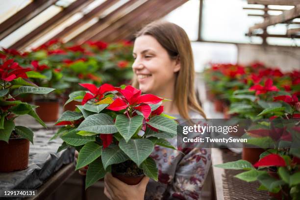 young woman buying poinsettia flowers - flowering trees stock pictures, royalty-free photos & images