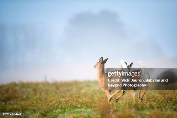 two deer running in the field against beautiful blue sky in pennsylvania - witstaarthert stockfoto's en -beelden