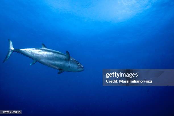 skipjack tuna (katsuwonus pelamis) in the blue water - tuna fish stock pictures, royalty-free photos & images