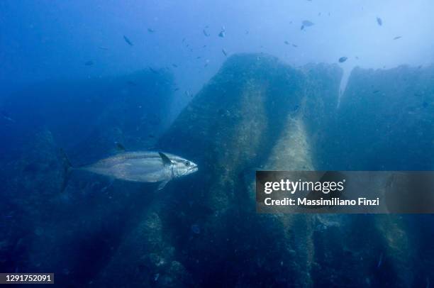 skipjack tuna (katsuwonus pelamis) on the rocky reef - skipjack stock pictures, royalty-free photos & images