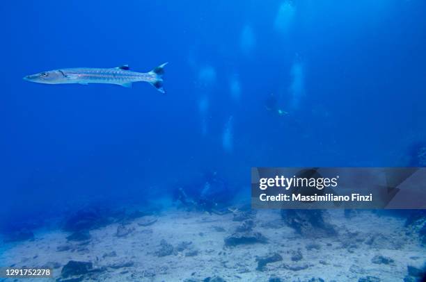 a great barracuda (sphyraena barracuda) with divers in the background. marianne island. seychelles - barracuda stock pictures, royalty-free photos & images