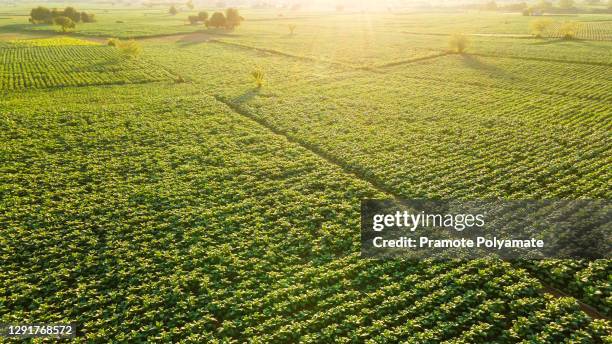 aerial view of young green tobacco plant in field near sunset at nongkhai of thailand - tobacco product stock pictures, royalty-free photos & images