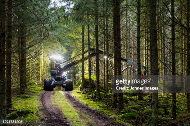 feller buncher working in forest - logging stock pictures, royalty-free photos & images